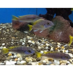 Malawiciklide, Pseudotropheus Acei yellow fin